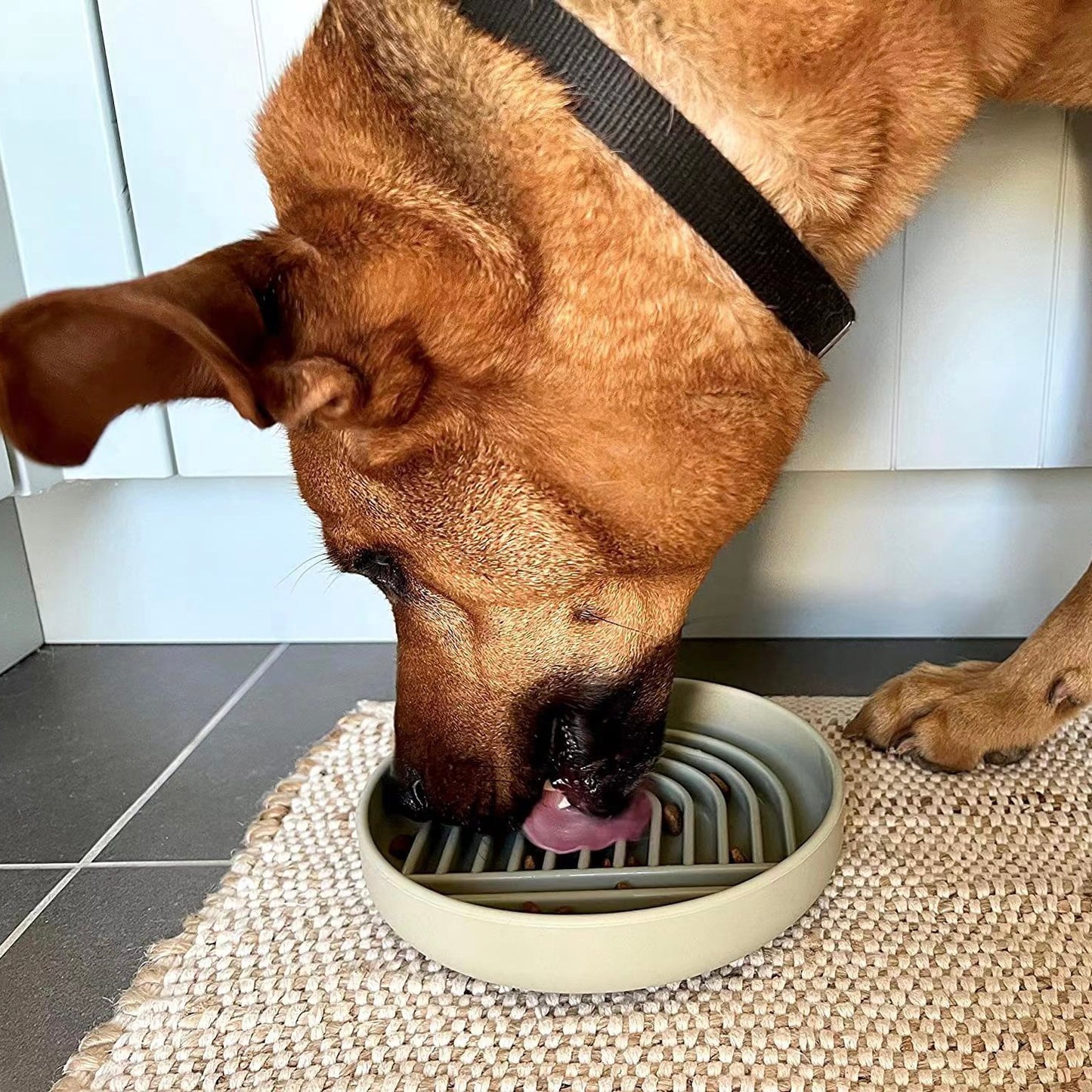 Shallow slow eating bowl - Cats & Dogs